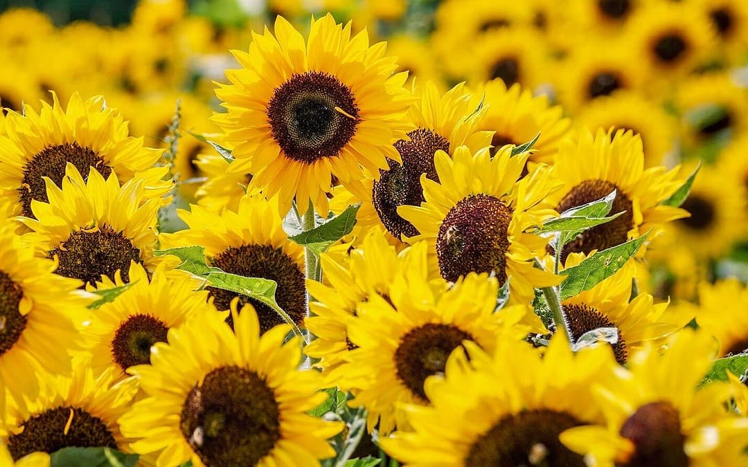 Cultura de Floarea Soarelui – Semanat, Ingrijire si Recoltare